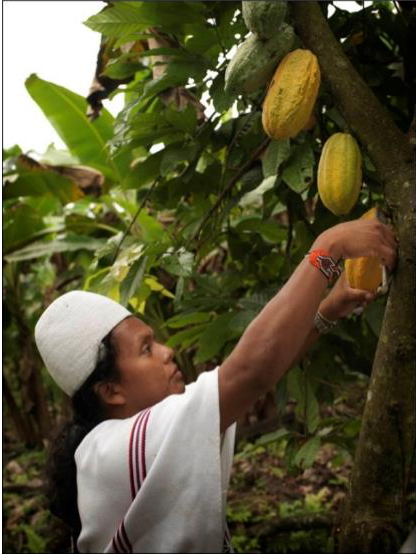 Preservar las variedades de cacao en Colombia