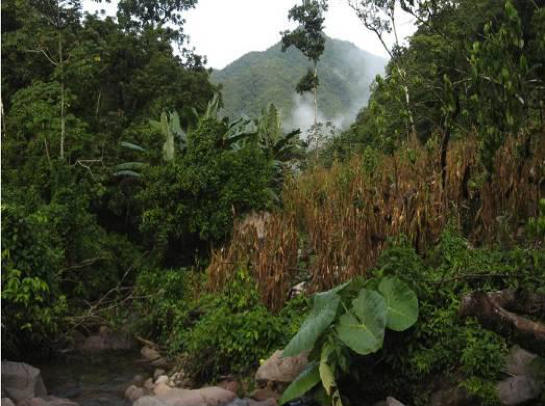 La venta de servicio ambientales en México