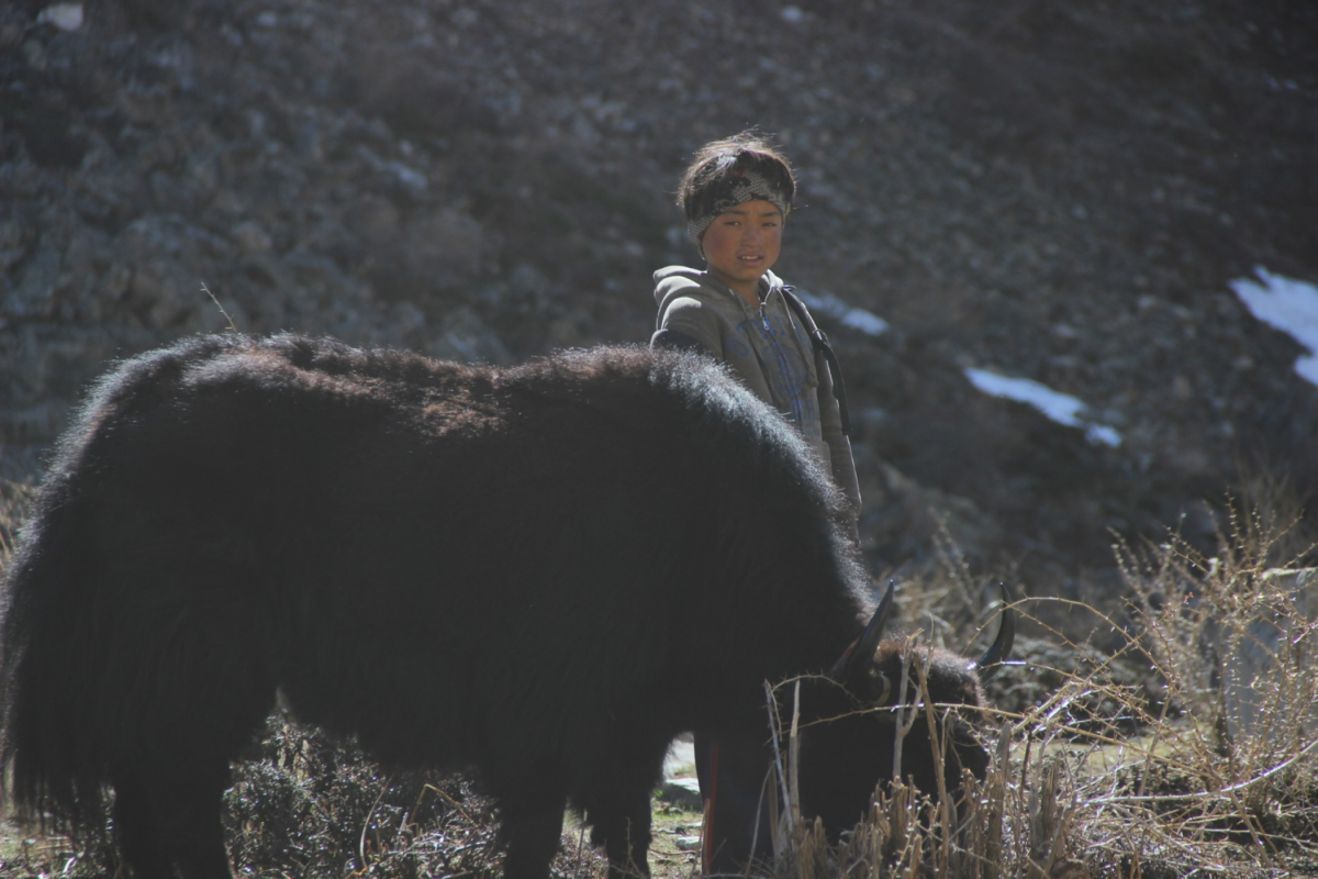 Invitación al taller virtual sobre «Pastizales y pastoreo: Hacia una Iniciativa Mundial para los Territorios de Vida Pastoriles»