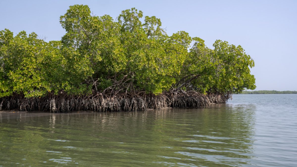 La gouvernance des ressources naturelles et des APAC – territoires de vie aquatiques au Sénégal